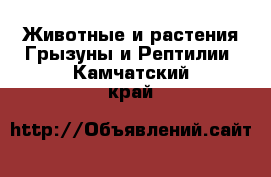 Животные и растения Грызуны и Рептилии. Камчатский край